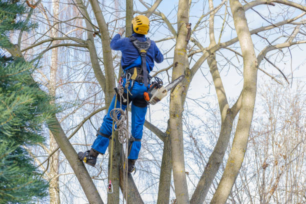 How Our Tree Care Process Works  in  Waverly, MI