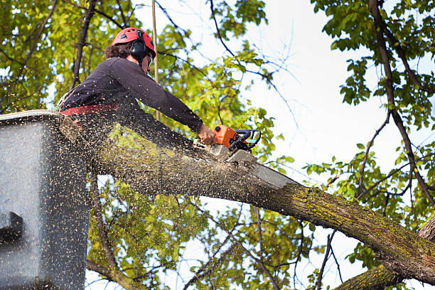 Waverly, MI Tree Removal Company